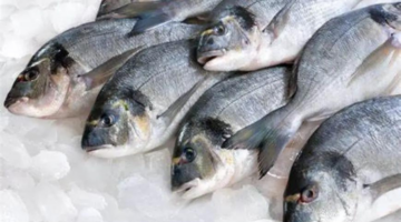 ما هي أسعار السمك اليوم البلطي وجميع المأكولات البحرية في سوق العبور؟